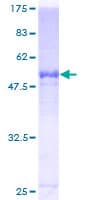 Human APOF / Apolipoprotein F (Recombinant GST)