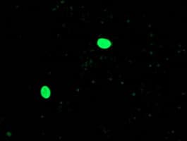 OGFOD1 Antibody (clone OTI1D9)