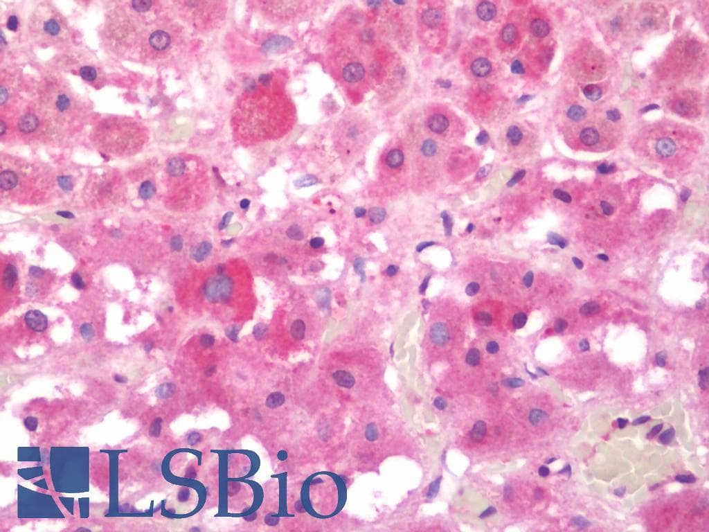 IHC-plus™ SNX3 Antibody