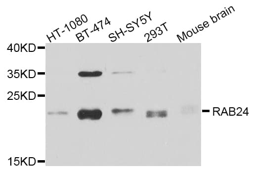 RAB24 Antibody