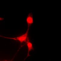 CASP9 / Caspase 9 Antibody (Internal)