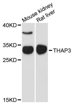 THAP3 Antibody