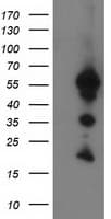 UBXN2B Antibody (clone OTI1G8, Carrier-free)
