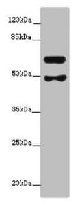 GALNT16 / GALNTL1 Antibody