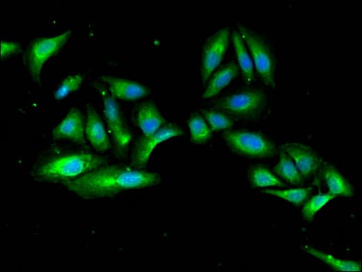 MAEA / EMP Antibody
