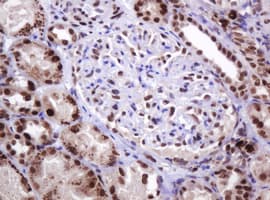 PCNA Antibody (clone OTI3D6)
