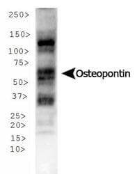 SPP1 / Osteopontin Antibody (clone 1B20, Biotin)