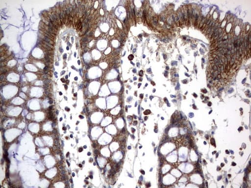 CD44 Antibody (clone UMAB133)