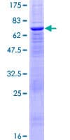 Human PTPN18 Protein (Recombinant GST)