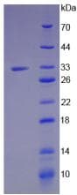 Mouse JAG1 / Jagged 1 Protein (Recombinant His-T7)