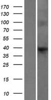 F8A1 / HAP40 Protein (Over-Expression Lysate Myc-DDK (Flag))