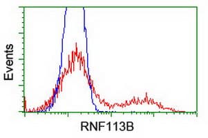 RNF113B Antibody (clone OTI2C10, Carrier-free)