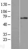 Human PLK3 Protein (Over-Expression Lysate Myc-DDK (Flag))
