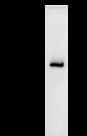 DHX38 Antibody (clone 2271C1a)