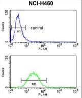 Fibulin-3 / EFEMP1 Antibody (aa119-148)