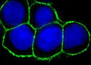 EPCAM Antibody (clone 323/A3, Azide-free, BSA-free)