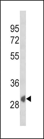 SFRP1 Antibody (aa26-55)