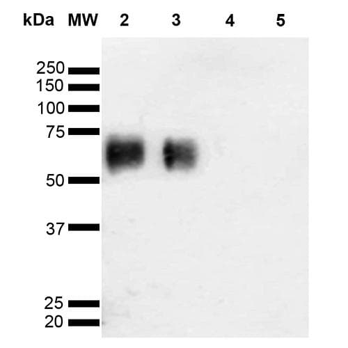 O-GalNAC Antibody (clone 9B9, APC)