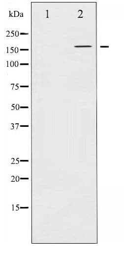 EGFR Antibody (phospho-Thr678)