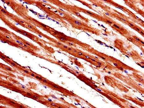 CCN4 / WISP1 Antibody
