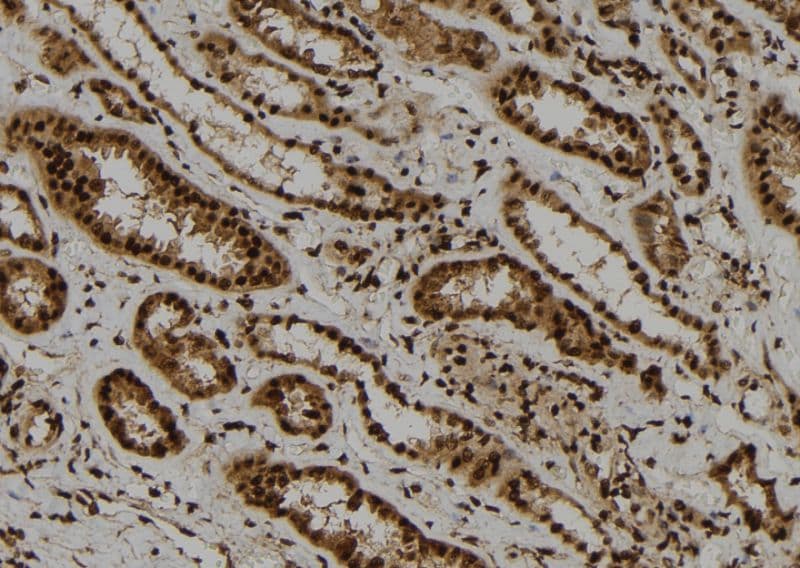 ARL4A / ARL4 Antibody