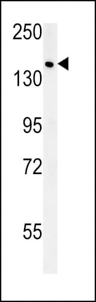 SAMD9 Antibody (aa1165-1193)