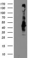 IHC-plus™ SEC14L2 Antibody (clone 4H2)