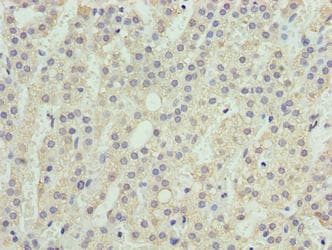 SEC16B Antibody