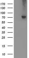 VCAM1 / CD106 Antibody (clone OTI3G7, Carrier-free)