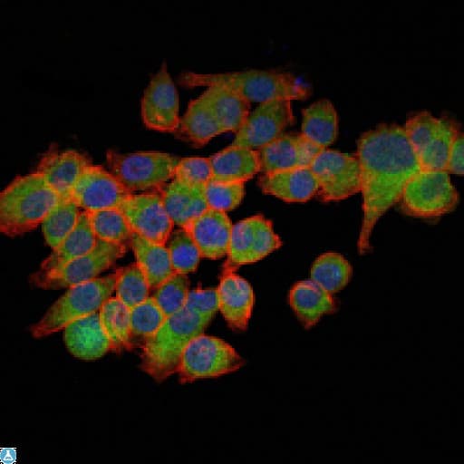 EIF4E Antibody