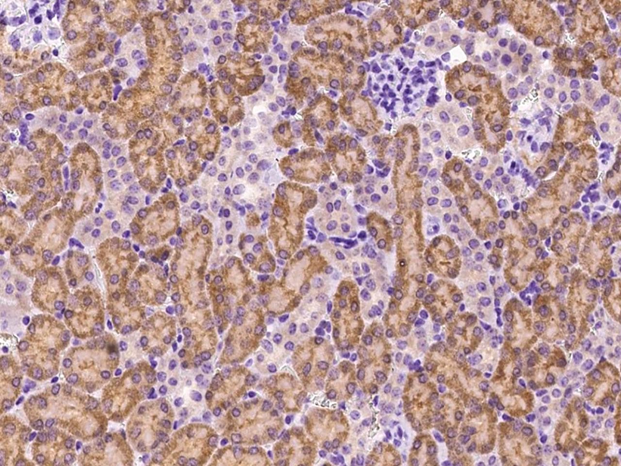 MSMB / MSP Antibody