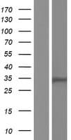 HSD17B13 Protein (Over-Expression Lysate Myc-DDK (Flag))