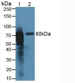 MEP1B Antibody