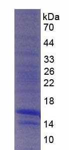Rhesus monkey CCL2 / MCP1 Protein (Recombinant His)