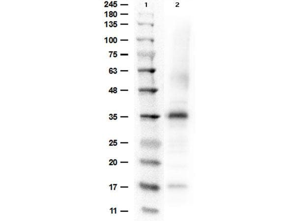 ARG1 / Arginase 1 Antibody (Lyophilized)