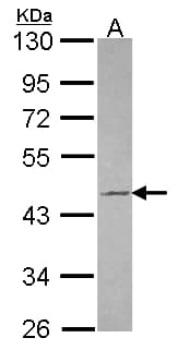 TUFT1 Antibody (aa159-373)