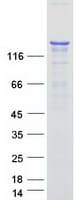 Human NOS1 / nNOS Protein (Recombinant Myc-DDK (Flag))