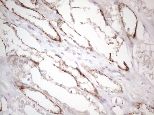 CTDSP2 Antibody (clone OTI10G10)