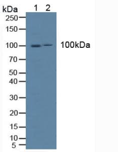 ICAM-1 / CD54 Antibody (aa102-306, APC)