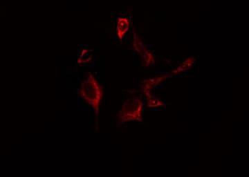EIF2B3 Antibody