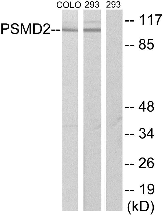 PSMD2 Antibody