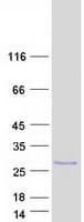 Human ILEI / FAM3C Protein (Recombinant Myc-DDK (Flag))