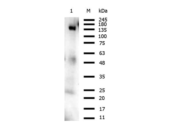 Capsid Protein VP1 Antibody (C-Terminus)