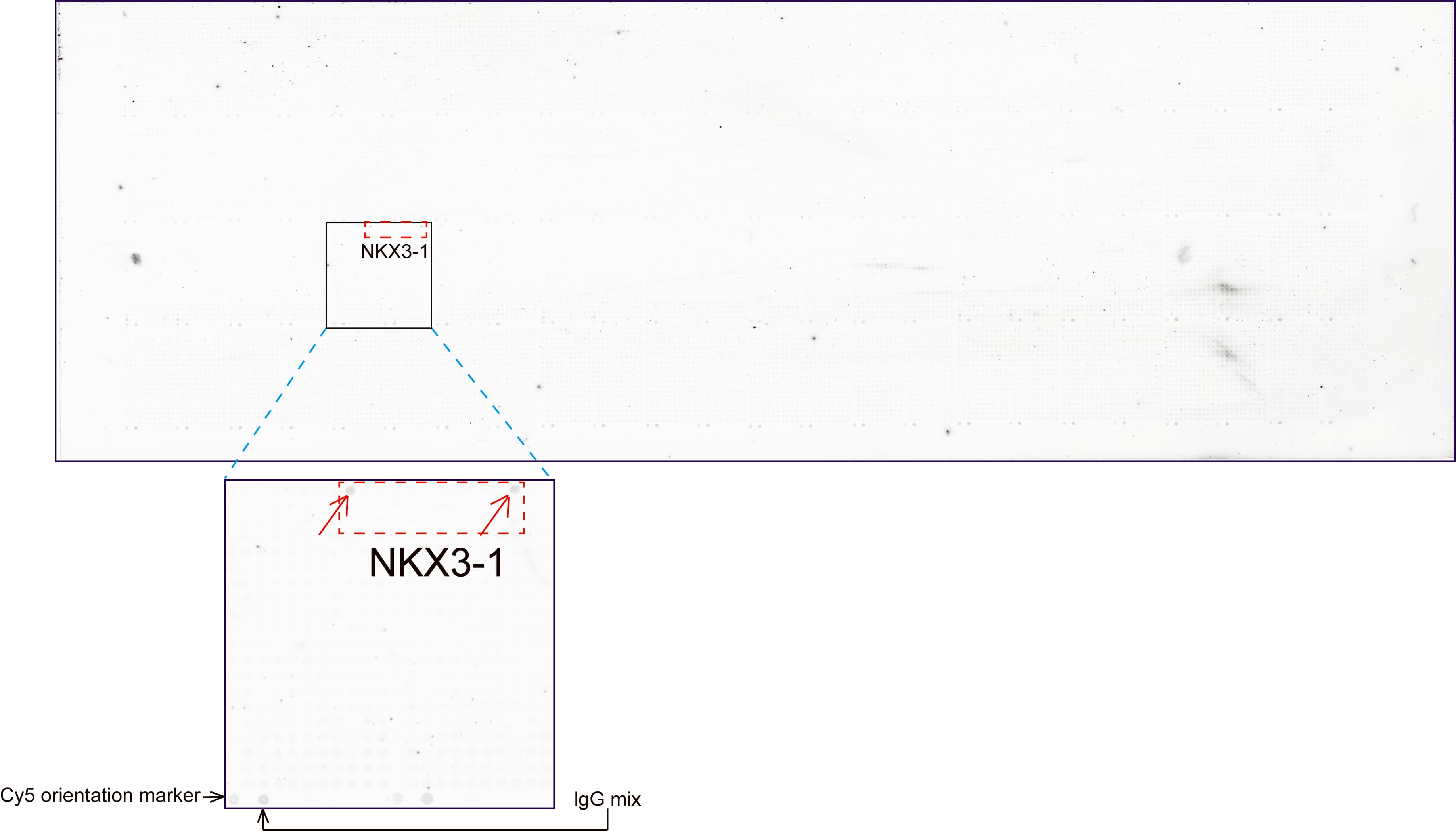 NKX3-1 Antibody (clone UMAB196)