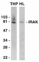 IRAK1 / IRAK Antibody