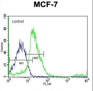 SRC Antibody (aa24-52)