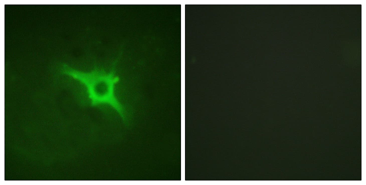 NCF1 / p47phox / p47 phox Antibody (aa301-350)