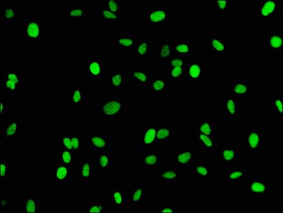 HIST1H3A Antibody