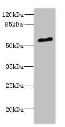POC1B / WDR51B Antibody