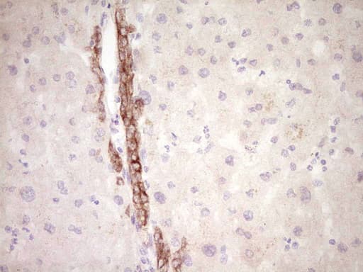 Monoclonal Mouse anti-Human FOS / c-FOS Antibody (clone OTI1F3, Carrier-free, IHC)